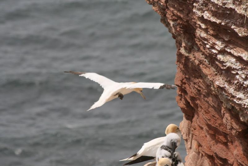 04DJ-2008-047 Bild075.JPG - Am Vogelfelsen von Helgoland